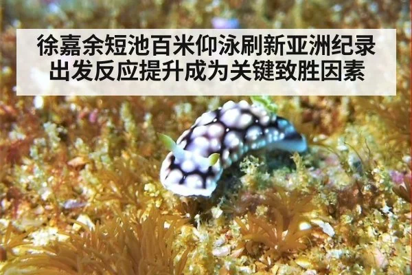 徐嘉余短池百米仰泳刷新亚洲纪录 出发反应提升成为关键致胜因素
